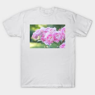 Pink and White Roses in Garden T-Shirt